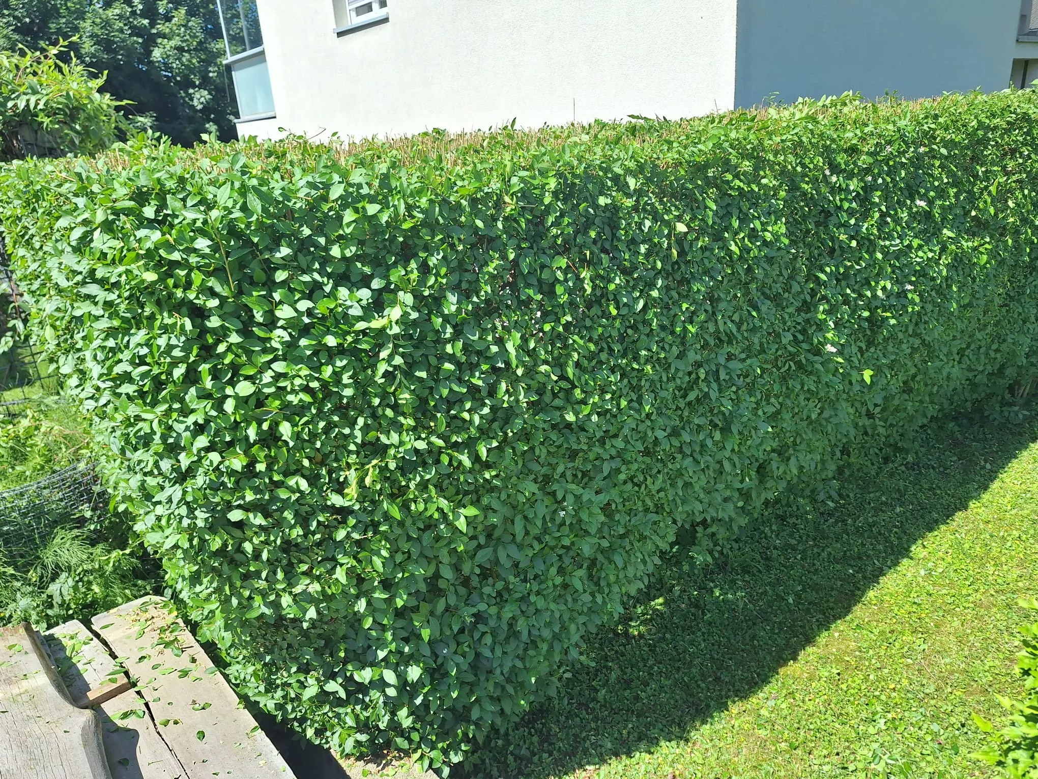 Sauber geschnittene Gartenhecke vor einem Haus in Vorarlberg