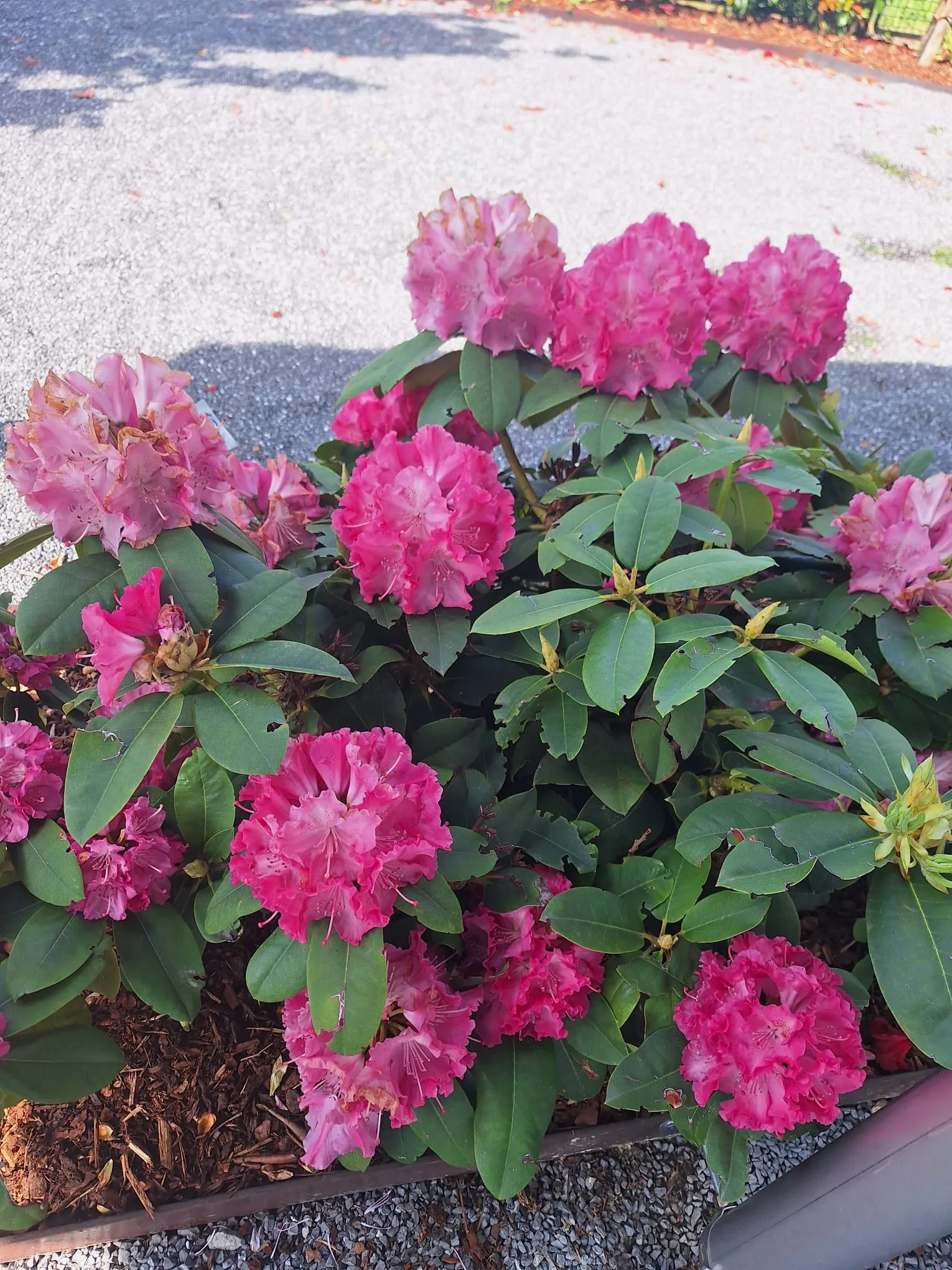 Blühender Rhododendron im frisch gemulchten Beet